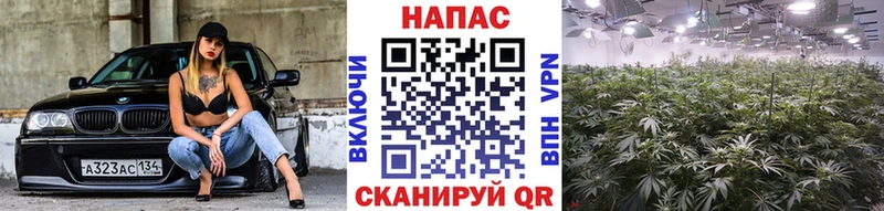 наркотики  Пенза  Марихуана сатива 